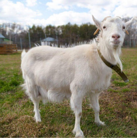 Шпуля Пехоровна